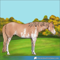 Horse Color:White Spotted Gold Champagne 