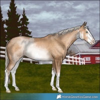 Horse Color:White Spotted Chocolate Palomino Pearl 
