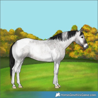 Horse Color:Gray Platinum Bay Roan Onyx Tobiano 