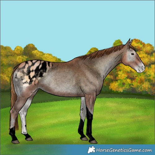 Horse Color:Void Bay Pearl Onyx Tobiano Blanket Rabicano