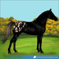 Horse Color:Void Bay Pearl Onyx Tobiano Appaloosa Rabicano 