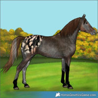 Horse Color:Void Bay Pearl Onyx Tobiano Appaloosa Rabicano 