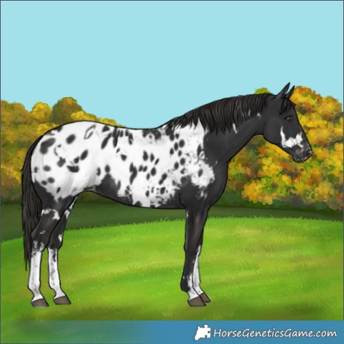 Horse Color:White Spotted Liver Chestnut Appaloosa Rabicano