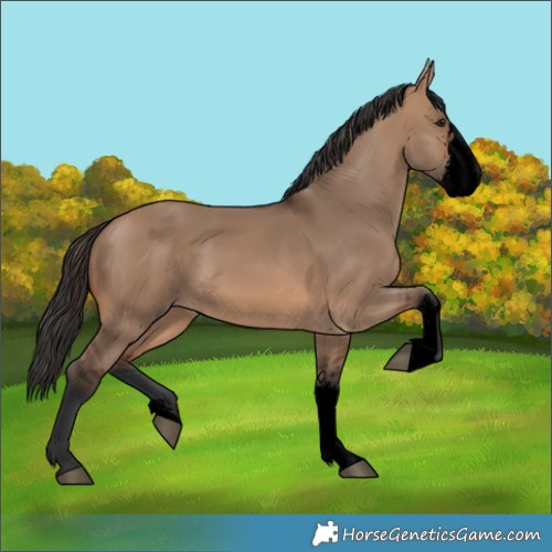 Horse Color:Void Brown Dun Sabino 