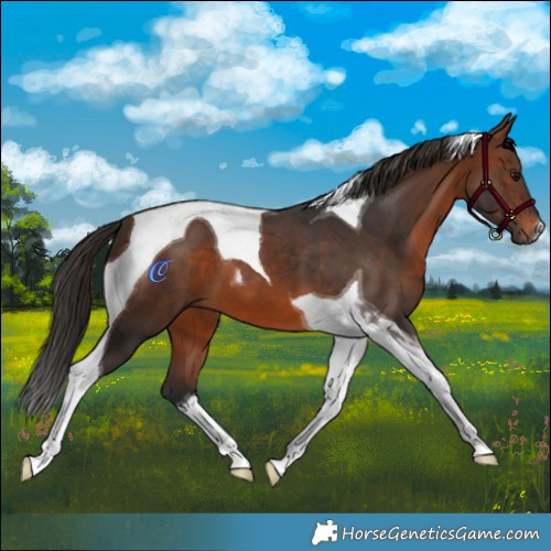Horse Color:Brown Tobiano 