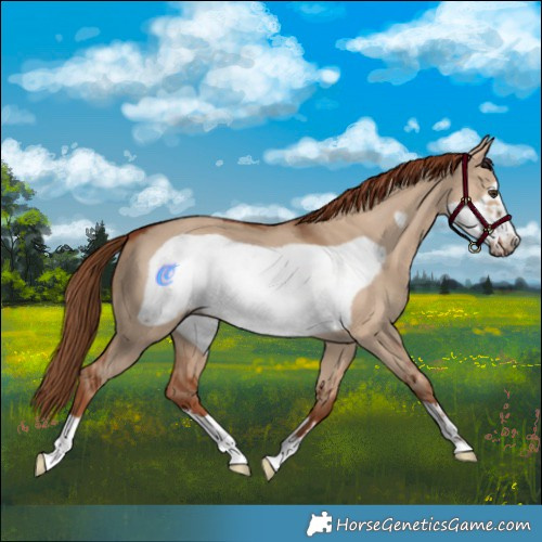 Horse Color:Red Dun Frame 