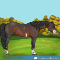 Horse Color:Brown Sabino