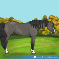 Horse Color:Grullo