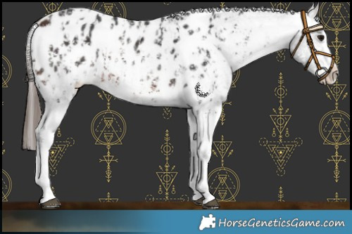 Horse Color:Brown Sabino Splash Blanket  and Brown Sabino Splash Blanket 