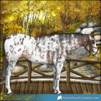 Horse Color:Brown Sabino Splash Appaloosa and Brown Sabino Splash Appaloosa