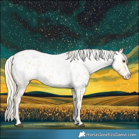 Horse Color:Palomino Near Leopard 