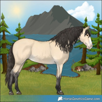 Horse Color:Buckskin Dun Splash 