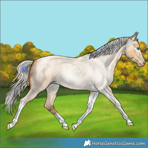 Horse Color:Gray Silver Amber Cream Champagne Roan Dun Splash Tobiano Frame Appaloosa Rabicano 