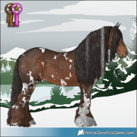 Horse Color:White Spotted Liver Chestnut