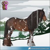 Horse Color:White Spotted Liver Chestnut 