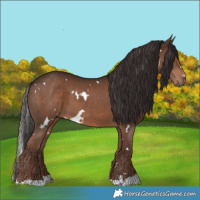Horse Color:White Spotted Liver Chestnut 