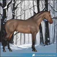 Horse Color:Bay Dun
