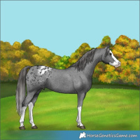 Horse Color:Black Splash Appaloosa 