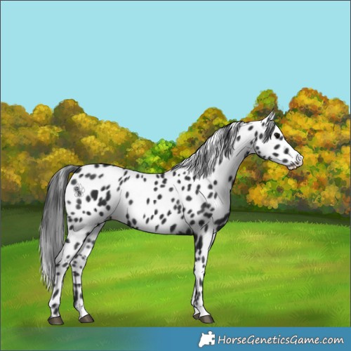 Horse Color:Black Splash Appaloosa 