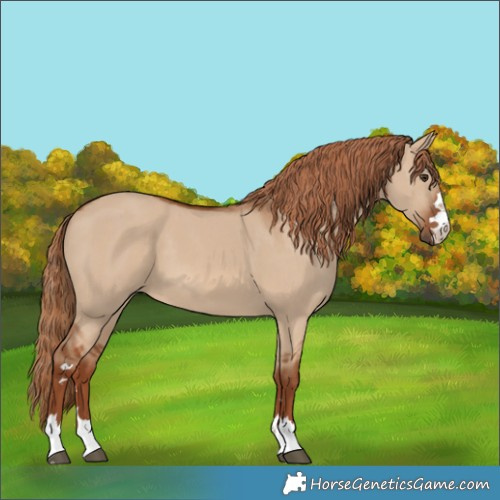 Horse Color:Red Dun
