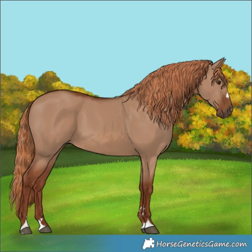 Horse Color:Red Dun 