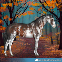 Horse Color:White Spotted Brown 