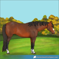 Horse Color:Bay 