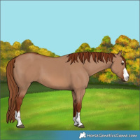 Horse Color:Red Dun 