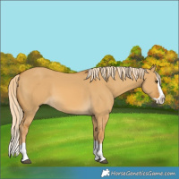 Horse Color:Palomino Dun Splash 