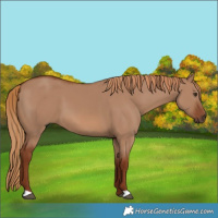 Horse Color:Red Dun 