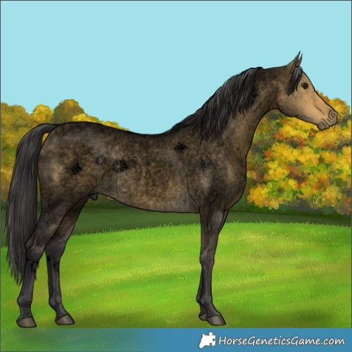 Horse Color:Void White Spotted Buckskin Roan Dun 