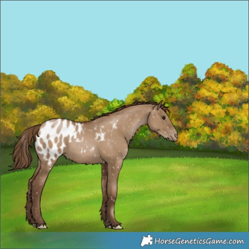 Horse Color:Gray Grullo Pearl Appaloosa 