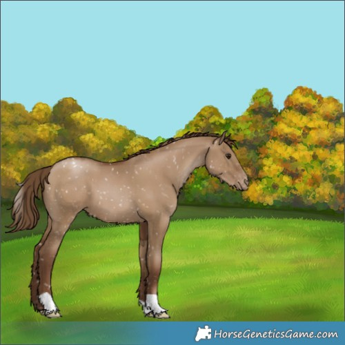 Horse Color:Gray Grullo Pearl Appaloosa 