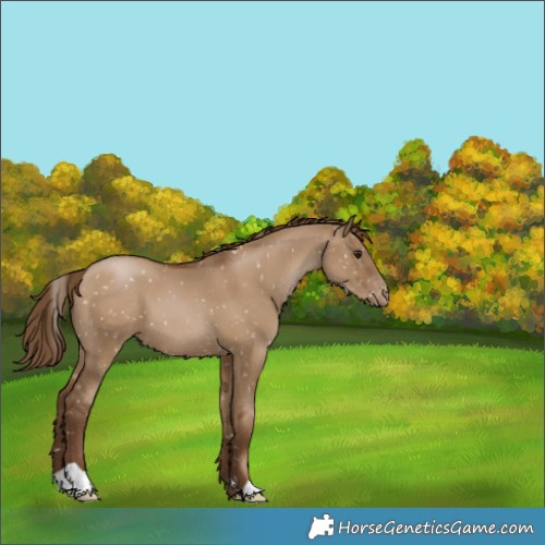 Horse Color:Gray Grullo Pearl Appaloosa 
