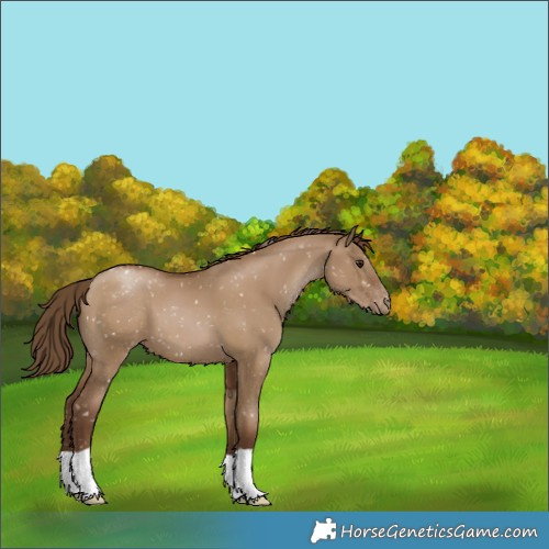 Horse Color:Gray Grullo Pearl Appaloosa