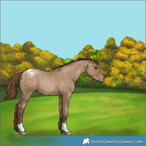 Horse Color:Gray Grullo Pearl Appaloosa 