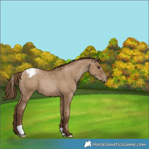 Horse Color:Gray Grullo Pearl Appaloosa 