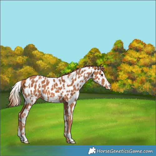 Horse Color:White Spotted Chestnut Appaloosa 