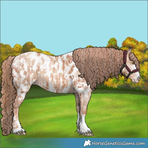 Horse Color:Gold Champagne Appaloosa and Gold Champagne Dun Appaloosa