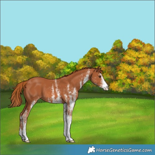 Horse Color:White Spotted Chestnut 