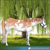 Horse Color:White Spotted Chestnut Splash