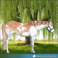 Horse Color:White Spotted Chestnut Splash 