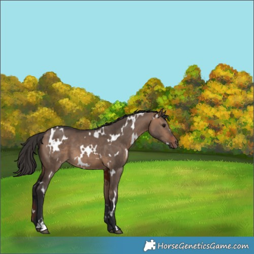 Horse Color:White Spotted Bay Dun 