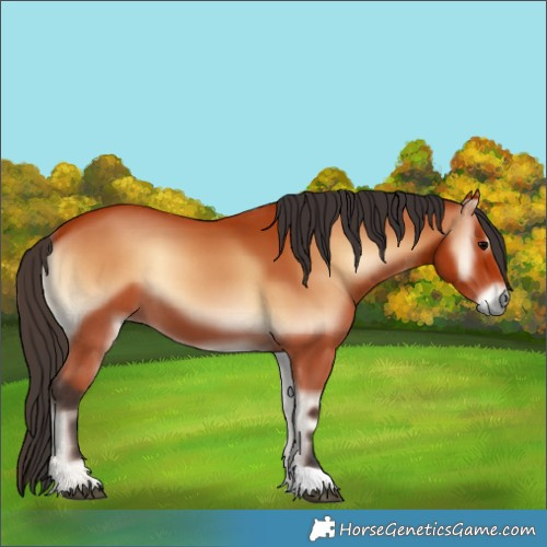 Horse Color:Bay Onyx 