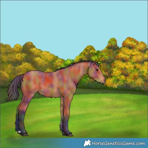 Horse Color:Nacre Bay 
