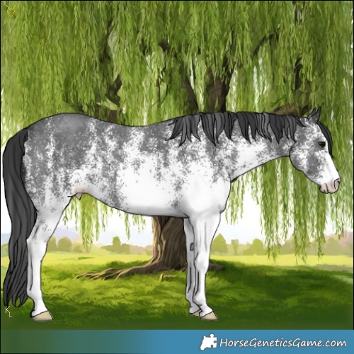 Horse Color:White Spotted Black 