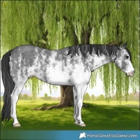 Horse Color:White Spotted Black 