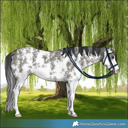 Horse Color:Grullo Sabino Rabicano 