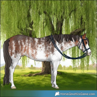 Horse Color:White Spotted Bay Rabicano
