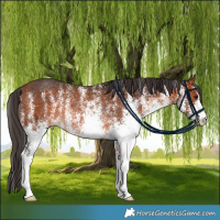 Horse Color:White Spotted Bay Rabicano 